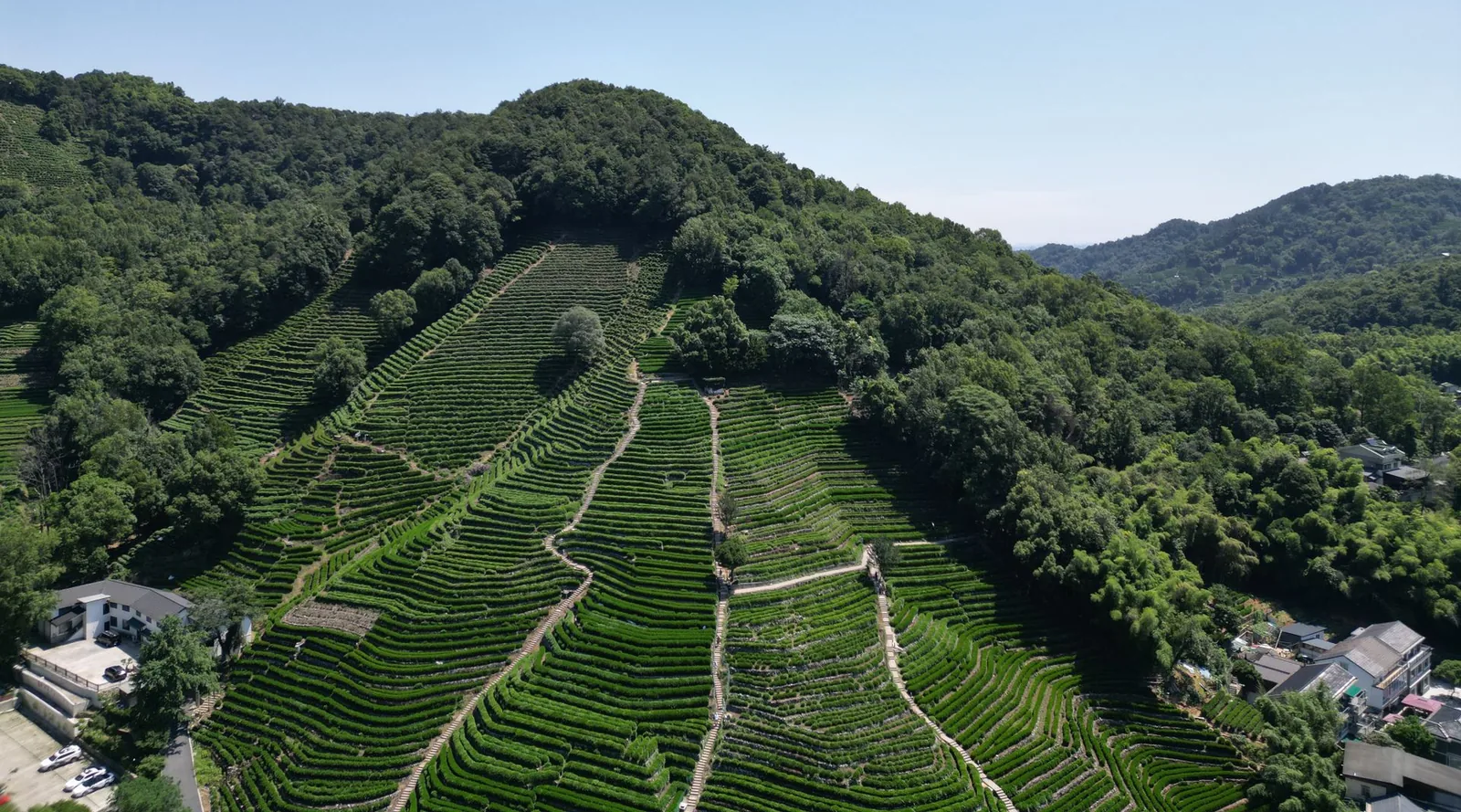 Rows of Longjing tea follow the hillside, with woodland and village buildings in Hangzhou.